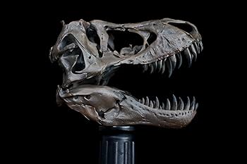 木彫　Tyrannosaurus rex 1/10　全身骨格模型 約97cm Tyrannosaurus Rex Skeleton 1/20 Statue Dinosaur Model