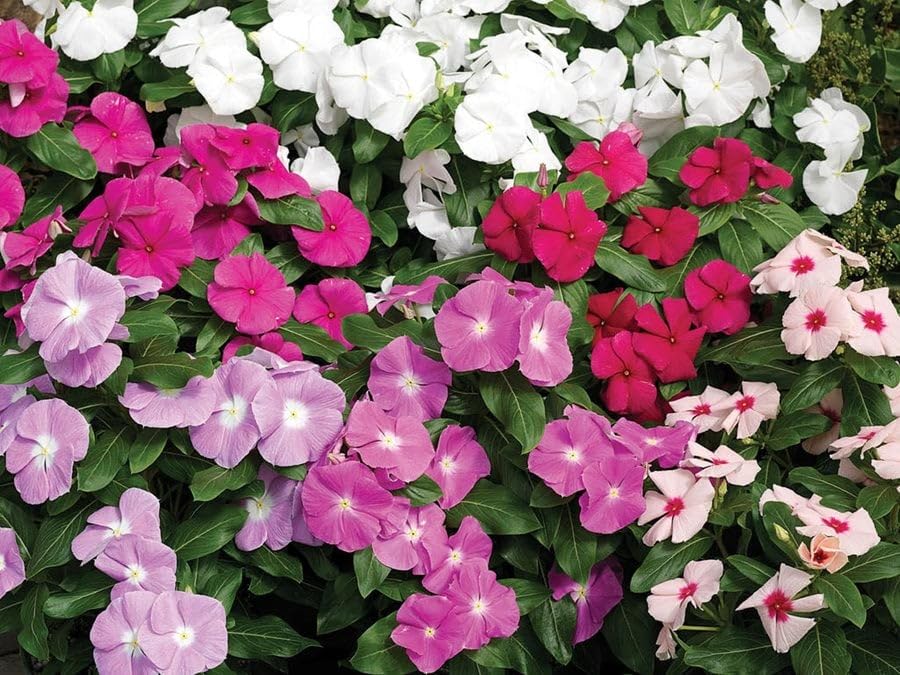 Nayantara flower seeds multi color || Seeds for nayantara multi colour flower || 35 seeds (B0CYHK3FW2) Amazon Price History, Amazon Price Tracker