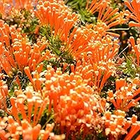 BuggyBeds Flame Vine Seeds 20pcs - Fast-Growing Pyrostegia Venusta Climbing Vine with Vibrant Orange Winter-Spring Blooms for Fences & Trellises