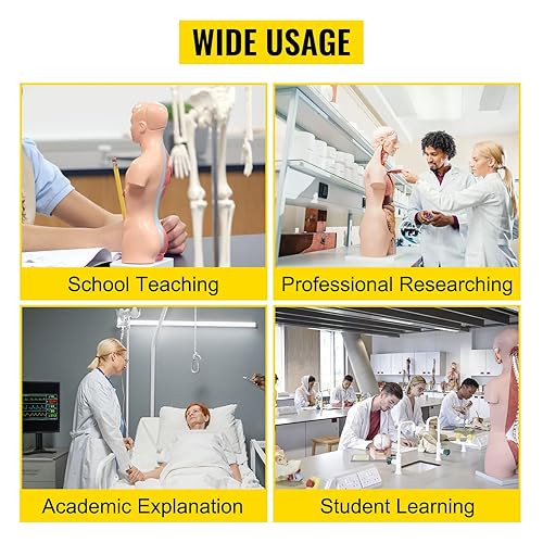 Miniatura 9 de VEVOR Modelo del Cuerpo Humano 15 Piezas Modelo de Anatomía Humana de 11 Pulgadas Modelo Anatómico de Esqueleto para Enseñanza Médica con Órganos