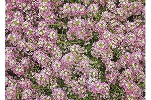 Mazus Seeds: 4000 Dwarf Pink Sweet Alyssum Plants for Groundcover