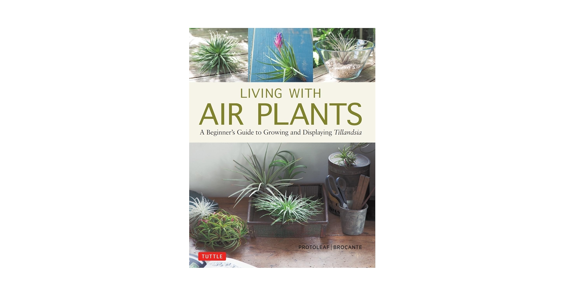 Living with Air Plants: A Beginner's Guide to Growing and