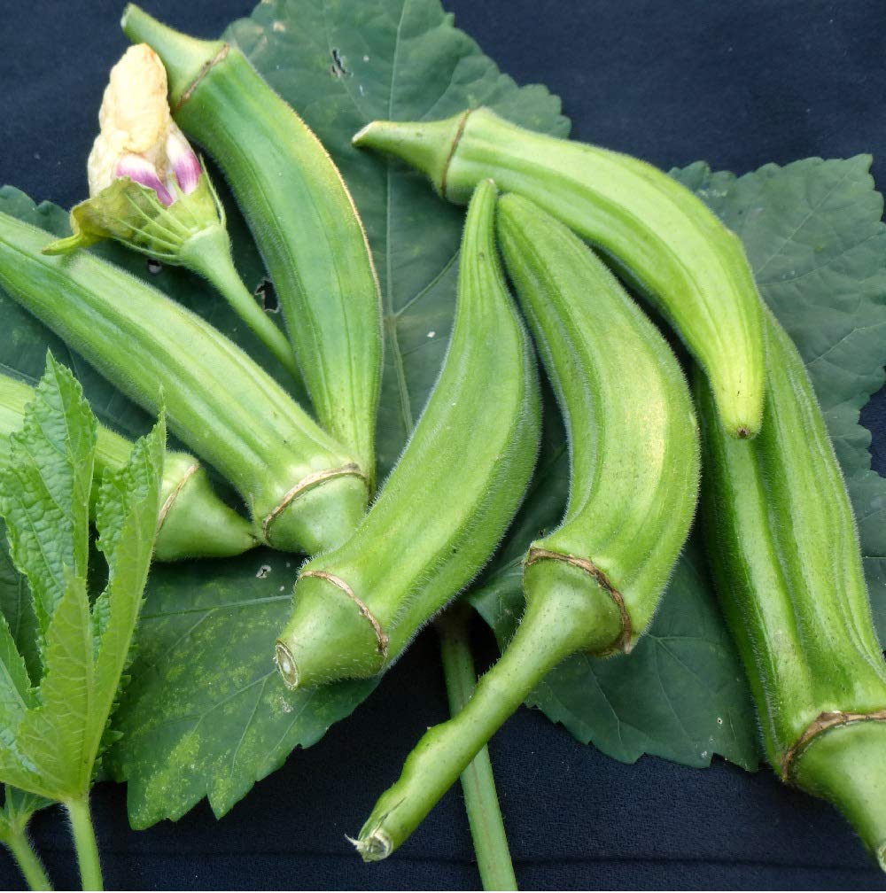 Semi Di Okra Resistenti – 200 Pezzi Per Orto E Giardino Roccioso, Facili Da Coltivare Sul Balcone O In Casa