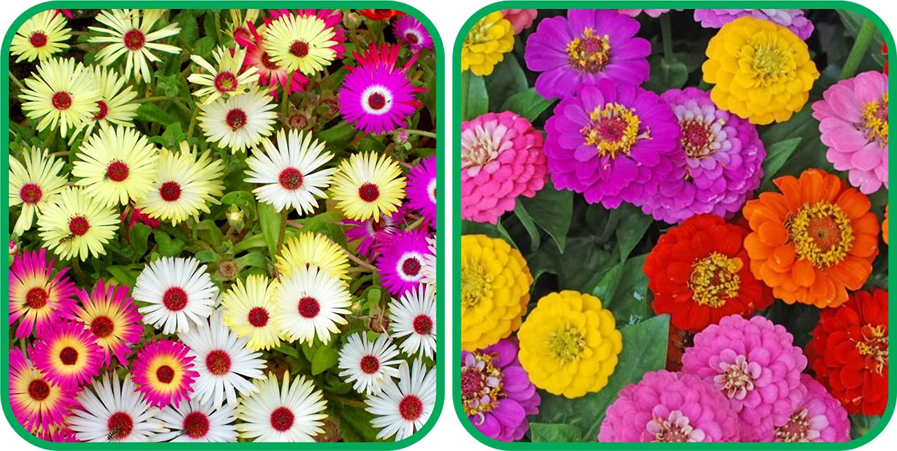 Aero Seeds Zinnia Mix Color And Ice Flower Mix Color Flower Seeds Pack (50 Seeds In Each Packet) (B0989W7PMV) Amazon Price History, Amazon Price Tracker