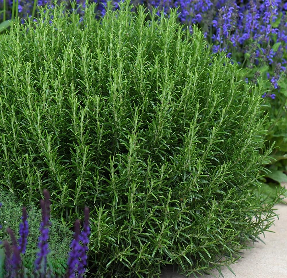 Rosmarino "Rosmarinus officinalis" pianta aromatica in vaso ø18 cm