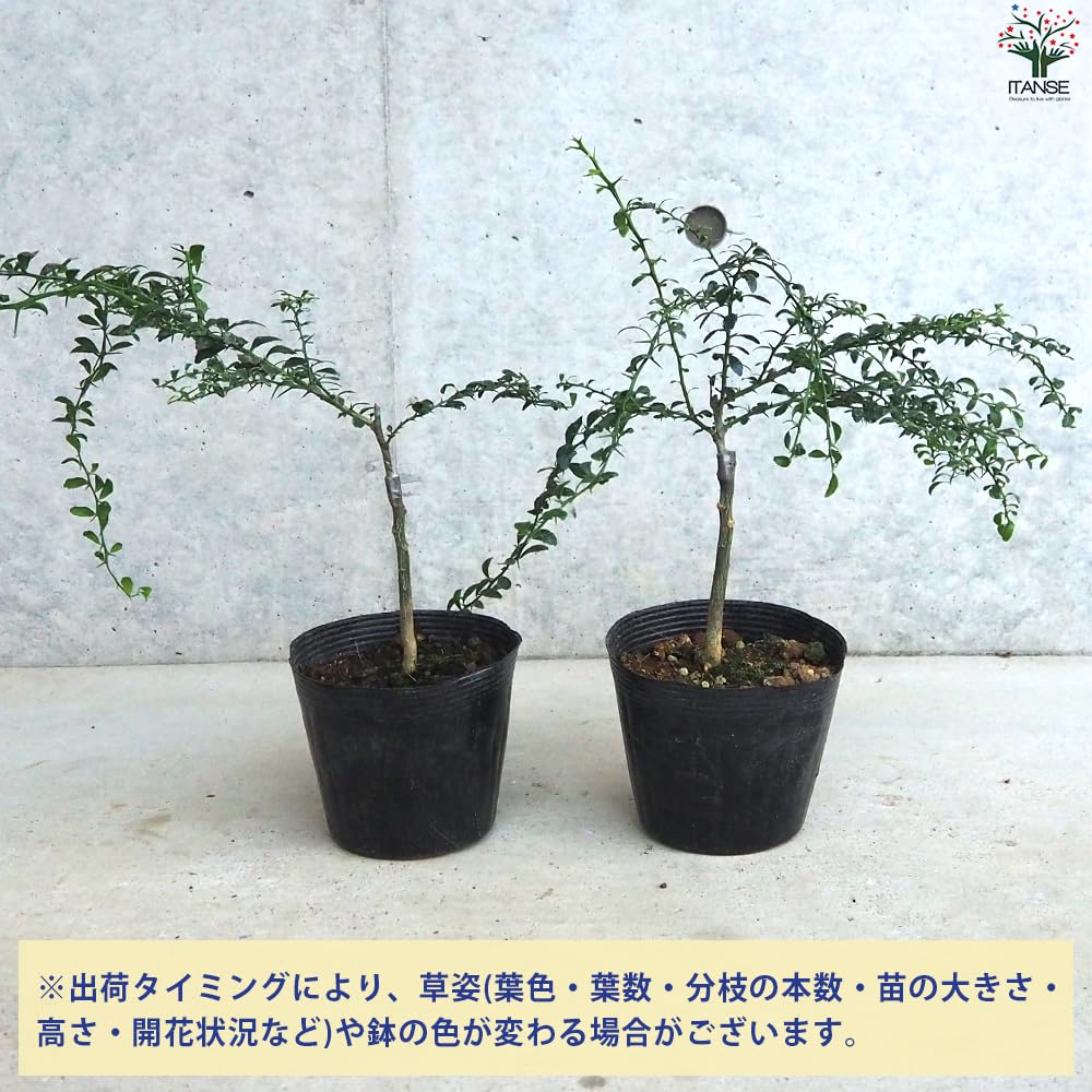 Amazon.co.jp: ITANSE: フィンガーライム