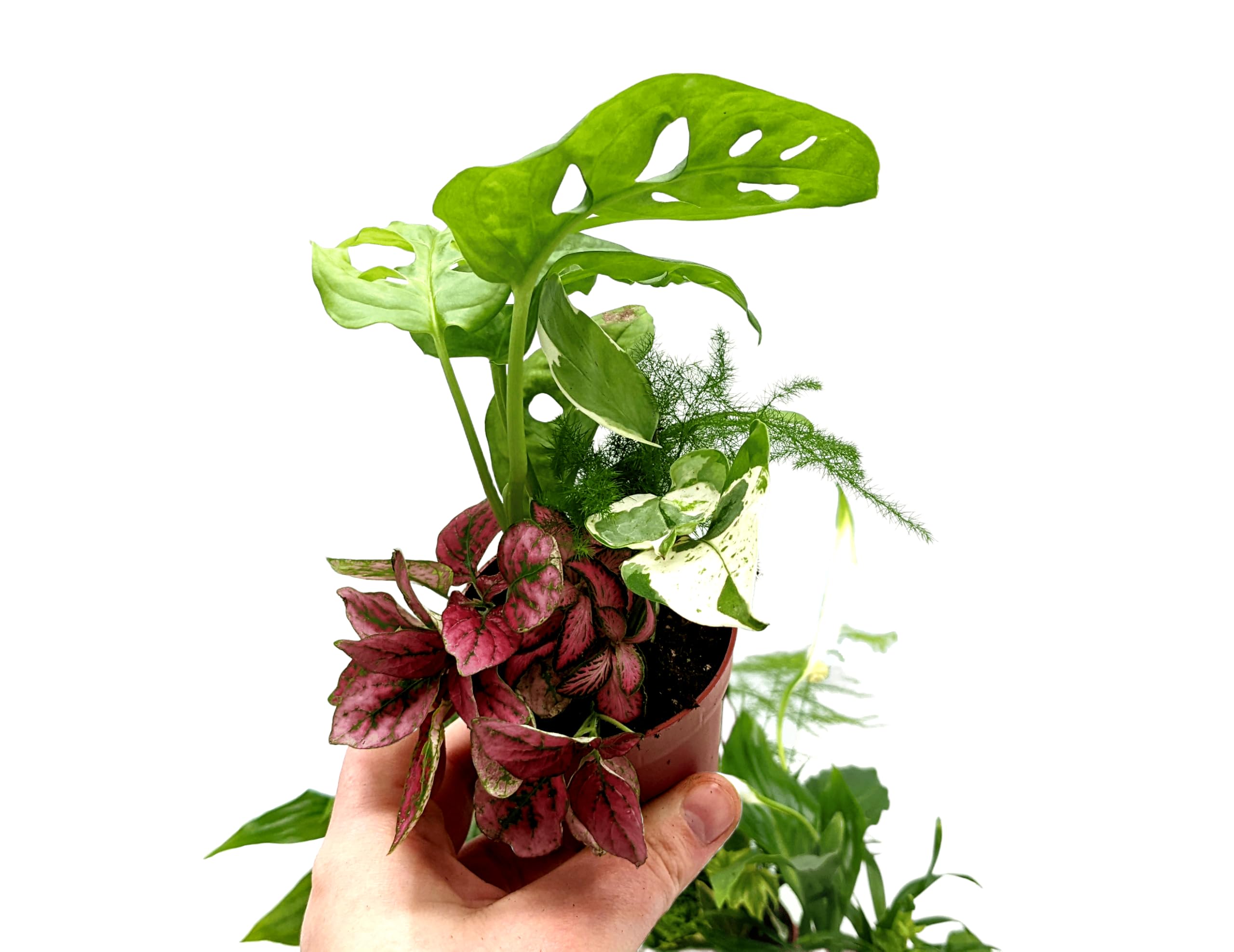 5 Closed Terrarium Plants • Small Mixed Terrarium Plants in 7cm Pot