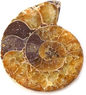 Ammonite Shell Cabochon, Natural Ammonite, Free Form Shape, 55Carat, 36x25x7MM SC-5165