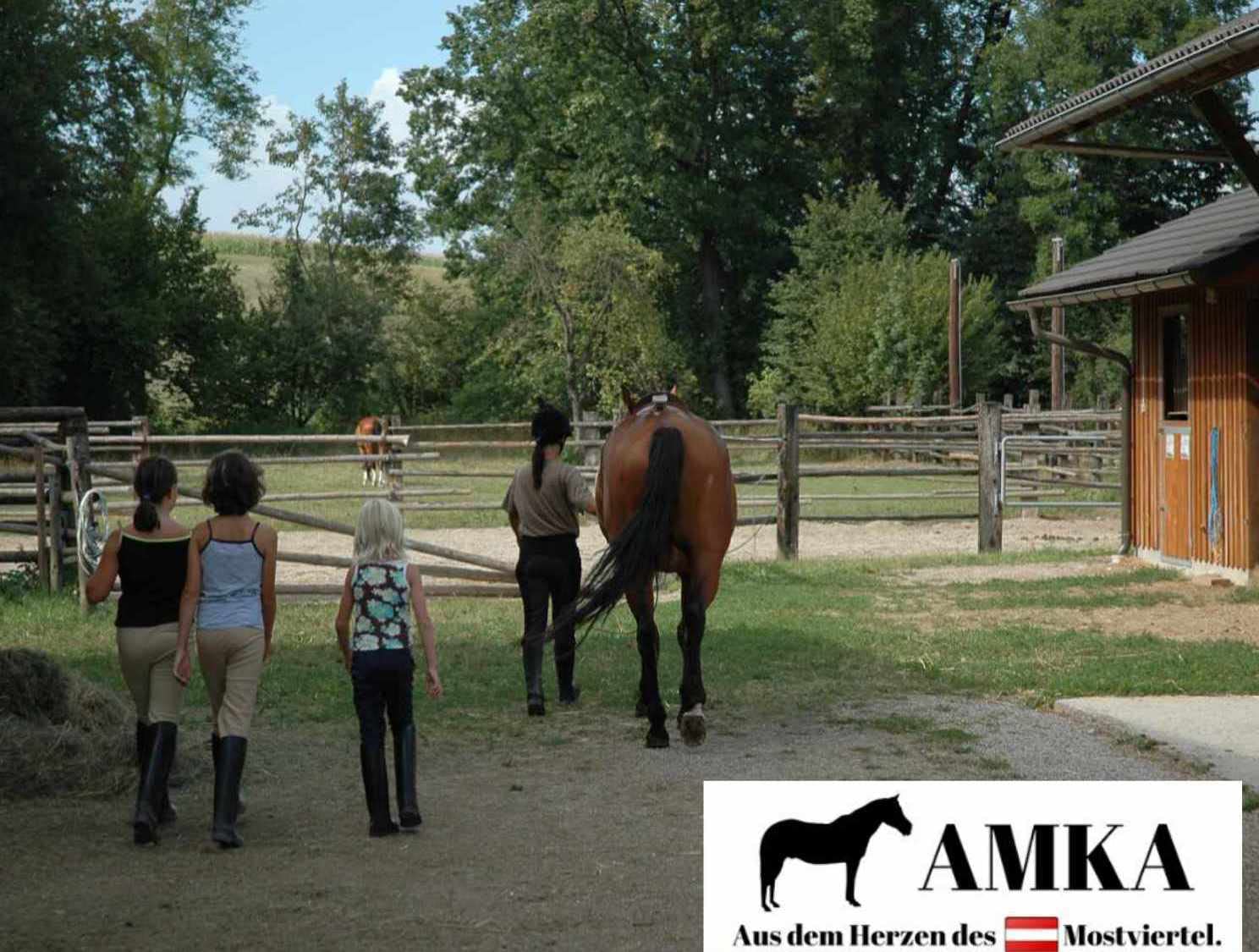 AMKA Staffa con giunto, blu scuro, staffa di sicurezza, flessibile, per stirrups Horse Riding