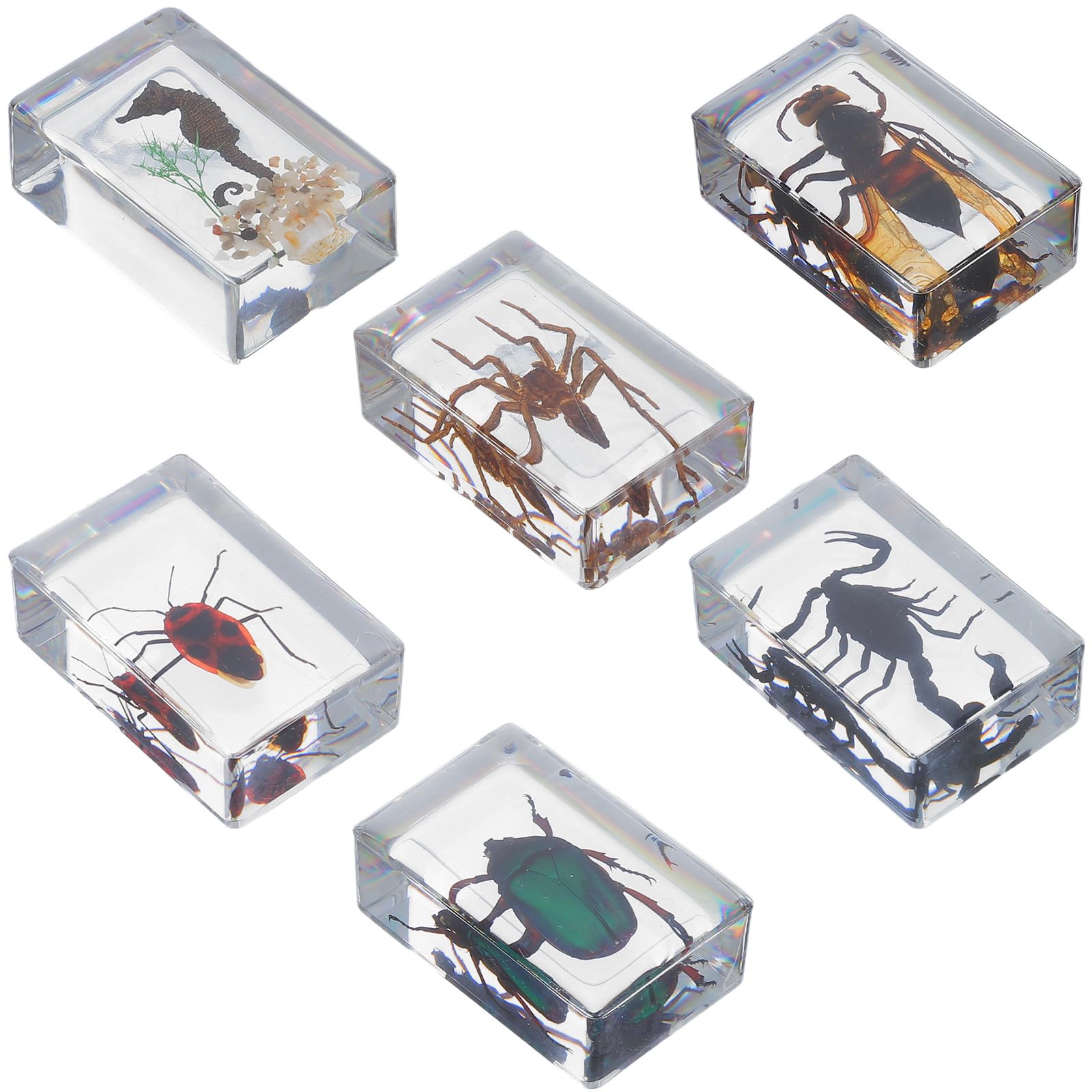 Adorainbow 6 Stück Insektenpräparat aus Kunstharz als Briefbeschwerer und Sammlerstück mit Elegantem Design für Wohn und Arbeitsbereich