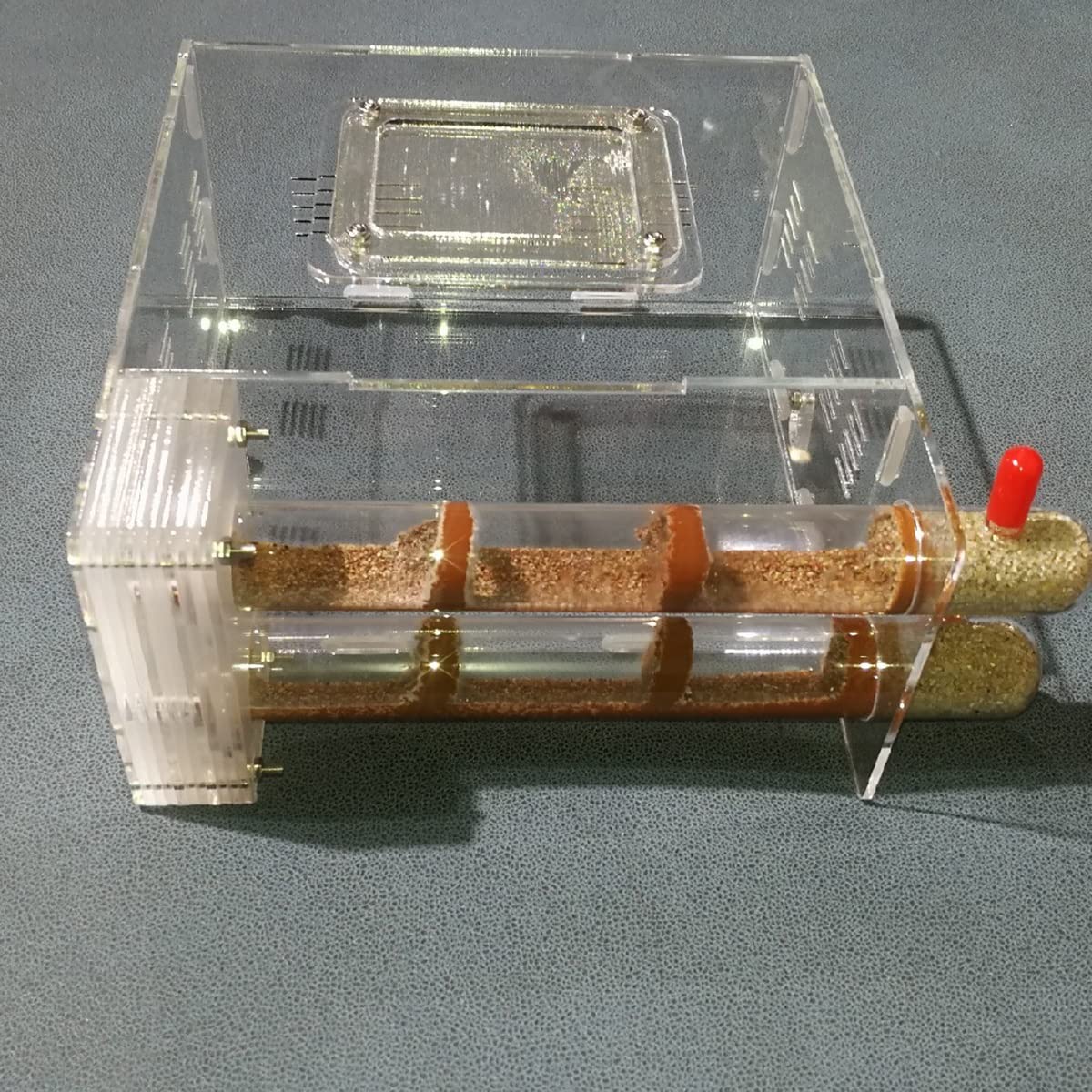 Ameisenformikarium, Bambus-Reagenzglas-Ameisennest, Acryl-Ameisen. 2 Stück Futter. Feuchtigkeitsspendend. Beobachtung