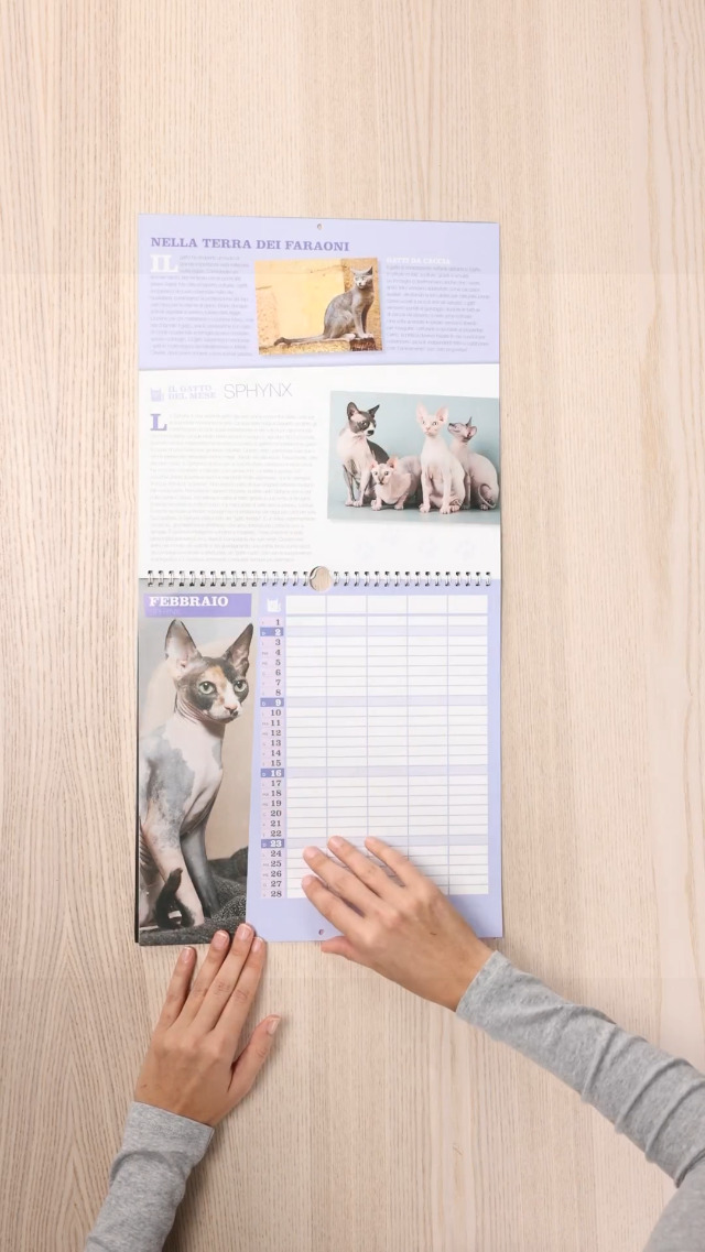 Calendario Da Parete 2025 Spiralato Con Gatti Di Roma - 31x33 Cm, Include Calamita E Block Notes - San Pietro