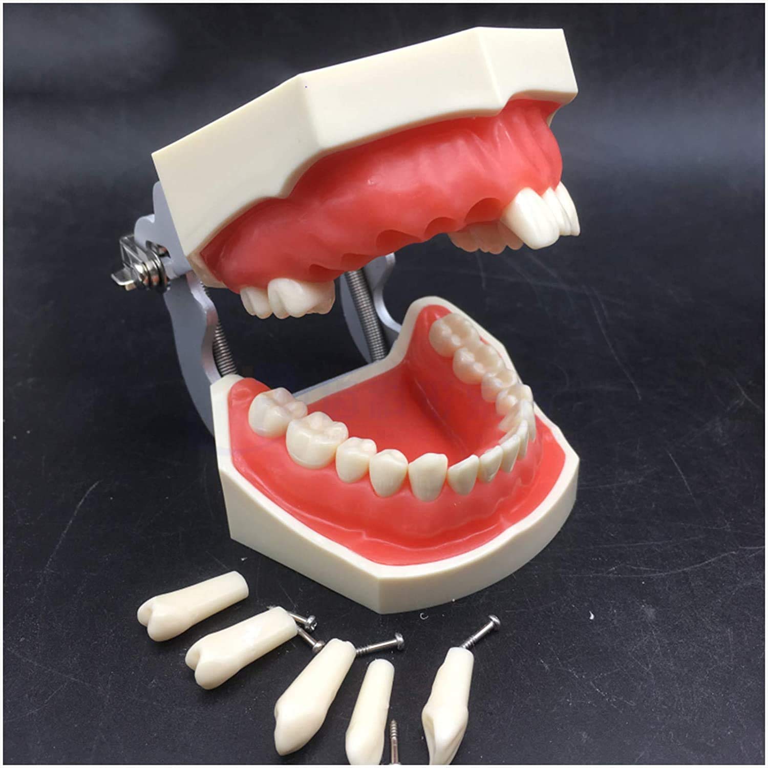 ERNZI Modelo De Enseñanza Dental Modelo Dental Modelo Estándar 28 Dientes Roscados Software De Demostración