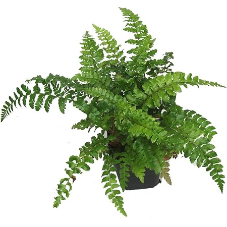 Japanischer Glanzschildfarn - Polystichum polyblepharum- winterharter, immergrüner, Farn 12 cm Topf als Kübelpflanze Balkonpflanze, Schattenpflanze Beetpflanze