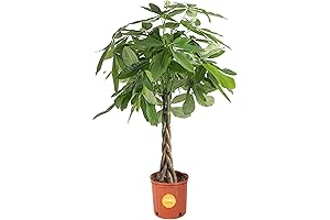 Costa Farms Easy-to-Grow Money Tree, The Perfect House Plant Gift