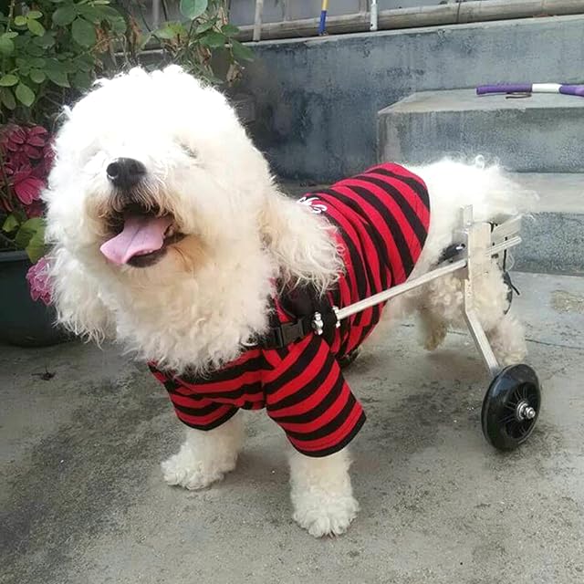 Foto 5 de 7 de Silla de ruedas para perros pequeños, aluminio ajustable para perros de 2 a 7 kg, patas traseras de 16 a 26 cm