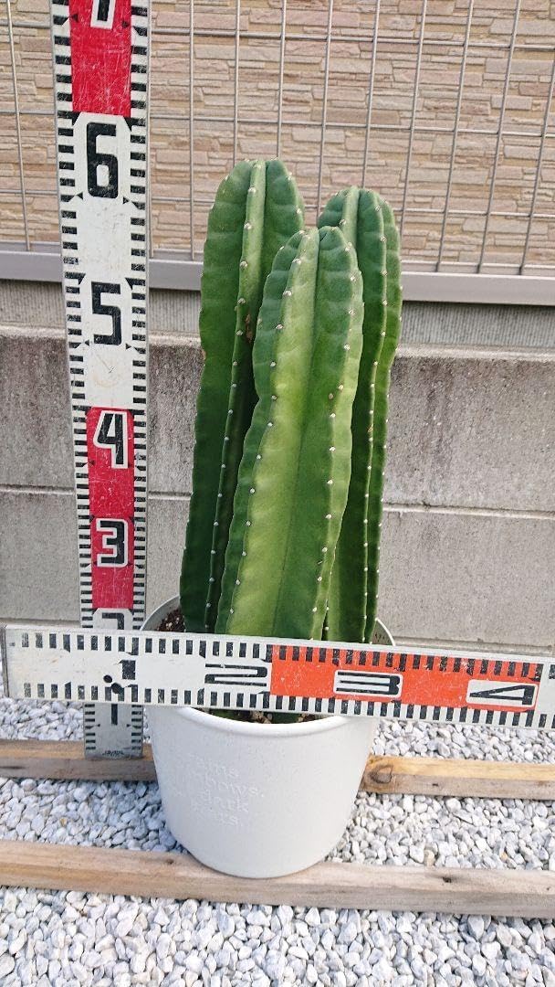 約2.5メートルの柱サボテン 超特大　トゲなし　5本セット Amazon.co.jp: 多肉植物 柱サボテン 8号 大型大株 トゲなし ハシラ