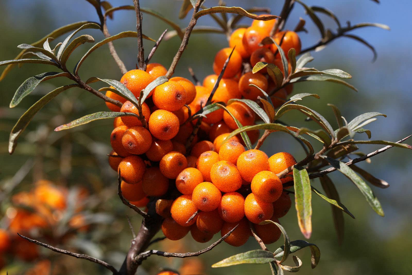 MOCCUROD Sea Buckthorn - Hippophae rhamnoides - Common Sea Buckthorn - 50+ Seeds