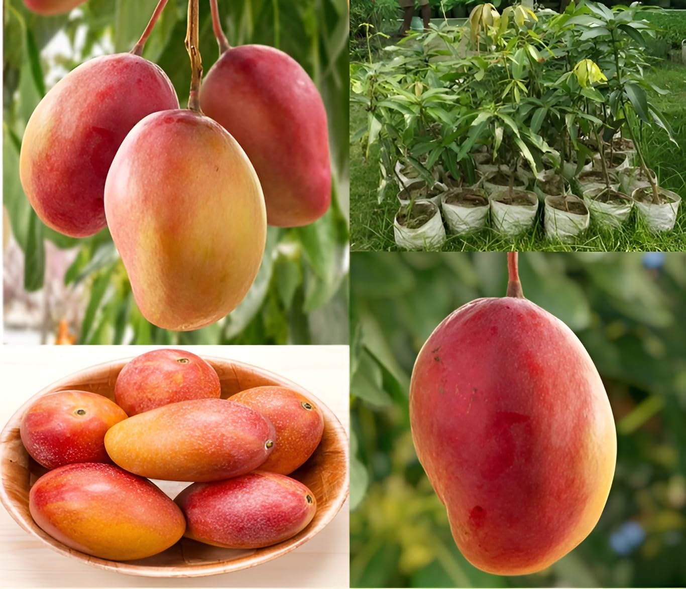 Green view Ambika Mango " Hybrid Healthy Mango Fruit Plant (Grafted Plant, 1.5-2 Feet Height) Live Plant for Home Garden