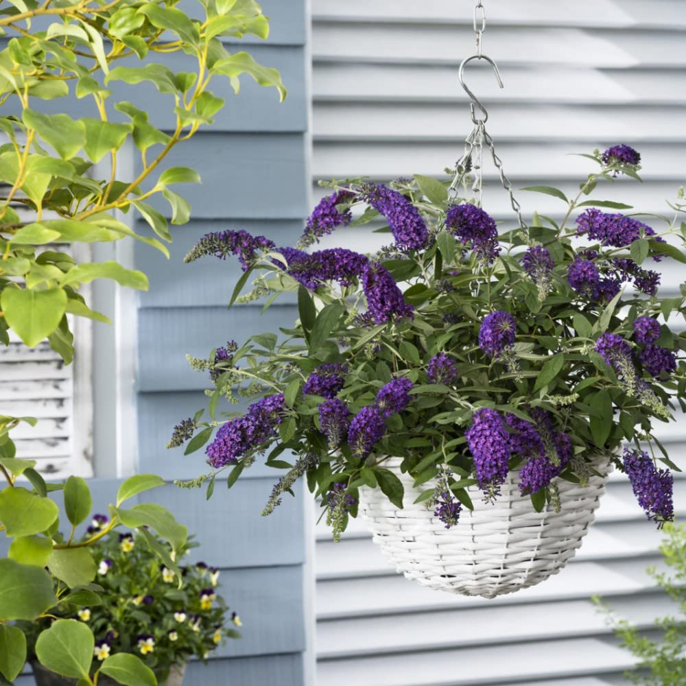 Buddleja Dreaming Purple Butterfly Bush Hardy Shrub Dwarf Variety Purple Flowers Butterflies Patio 1x 9cm Supplied by Thompson and Morgan (1)