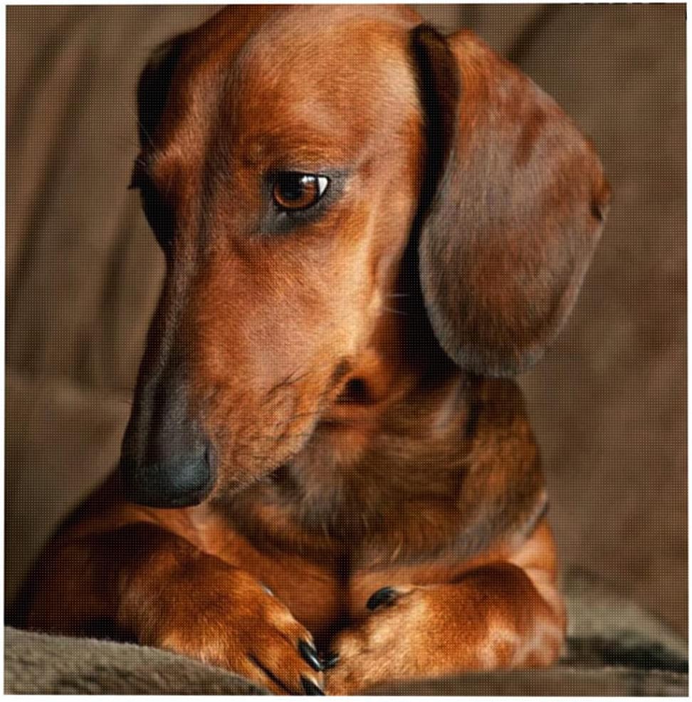Cross Stitch Kits Beginner Adult Kids Stamped Cross Stitch Kits with Pattern Funny Dachshund DIY 11 ct Pre-Printed Fabric Embroidery Crafts Needlework Kits Arts Decor Gift -16×20inch