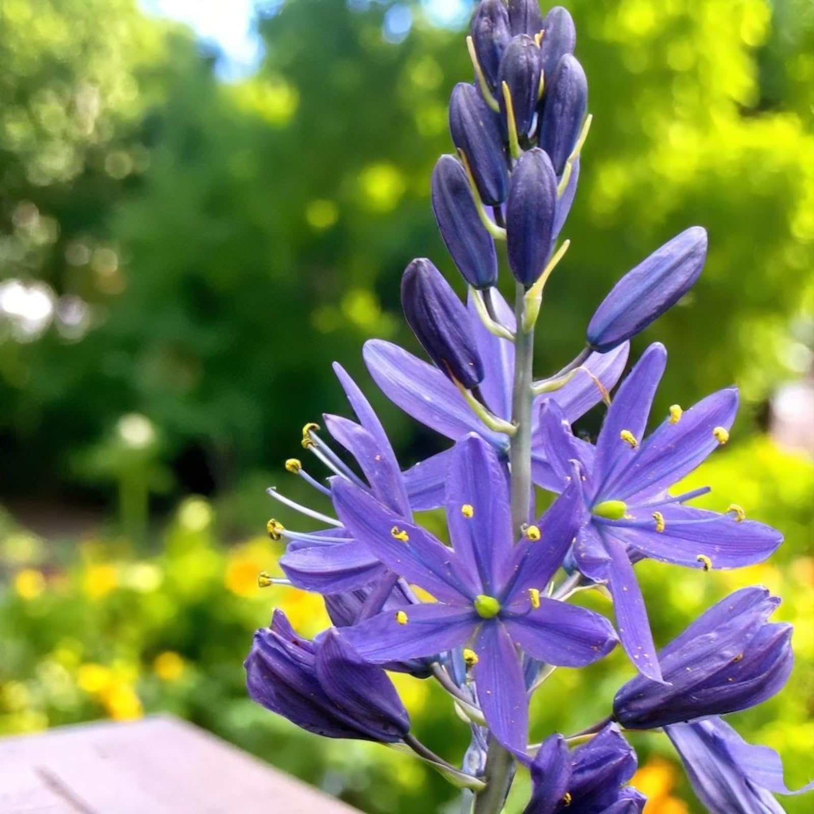 Carbeth Plants 50x Camassia Quamash Spring Bulbs