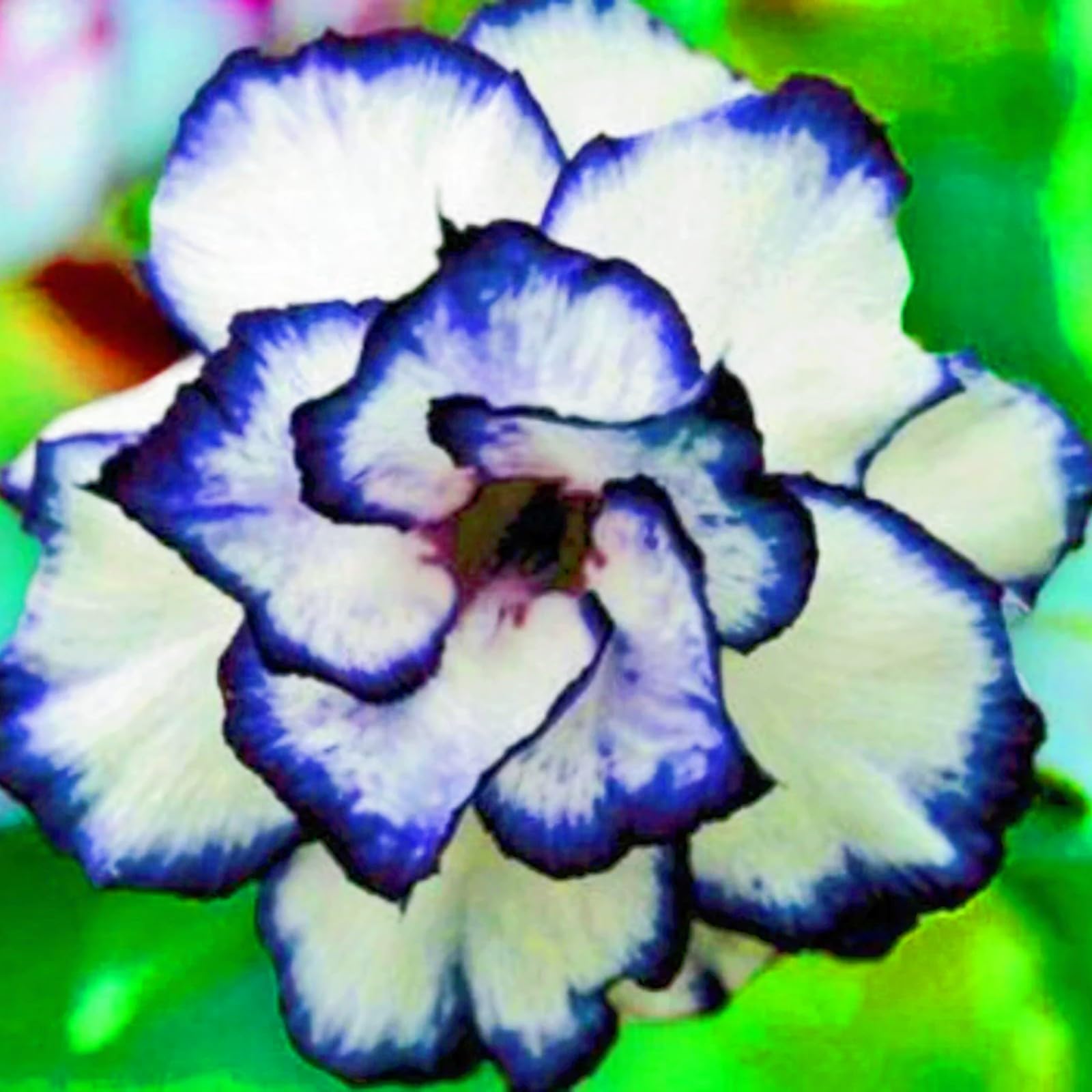 Bloom Year After Year Desert Rose Bulbs Desert Rose Plant Perfect for The Garden-Landscaping-Excellent Displays-1bulbs-d
