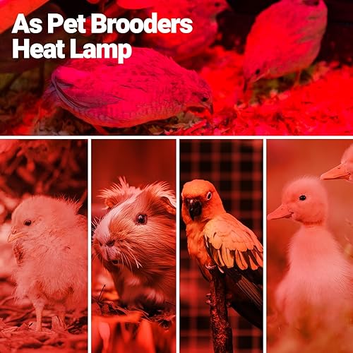 Miniatura 7 de REPTI ZOO Bombilla de calor infrarroja de 150 W para reptiles, paquete de 2 focos infrarrojos para reptiles y anfibios, dragón barbudo, tortuga de