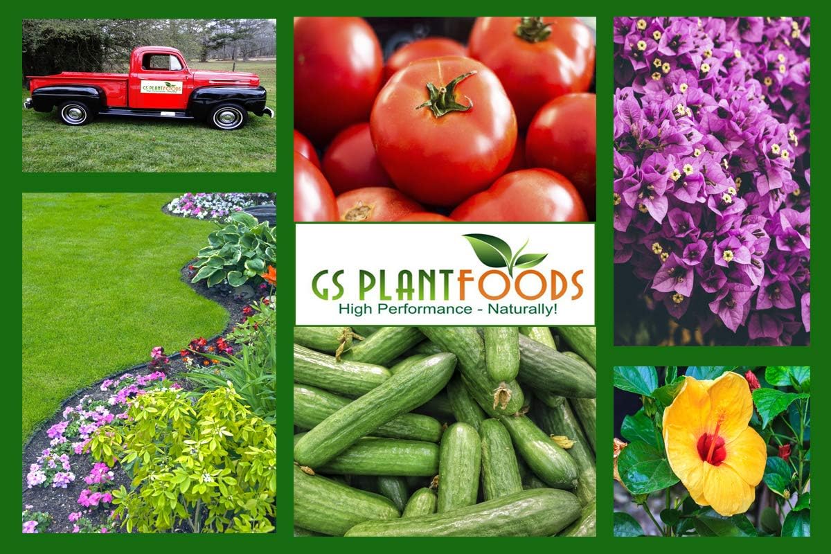 Liquid Kelp Organic Seaweed Extract Fertilizer OMRI Listed 1 Gallon Concentrate - Image 5