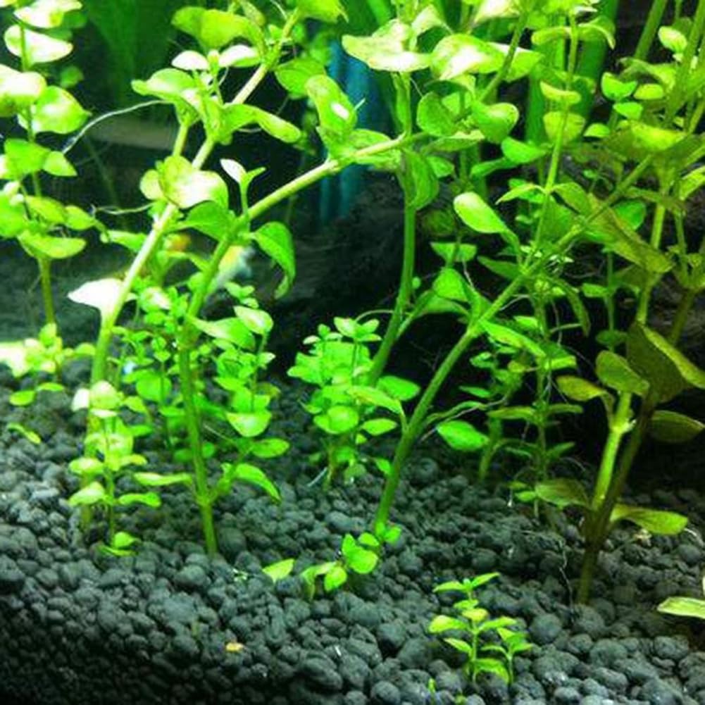 50 semillas de plantas de acuario, decoración de pecera de tortuga, hierba de agua