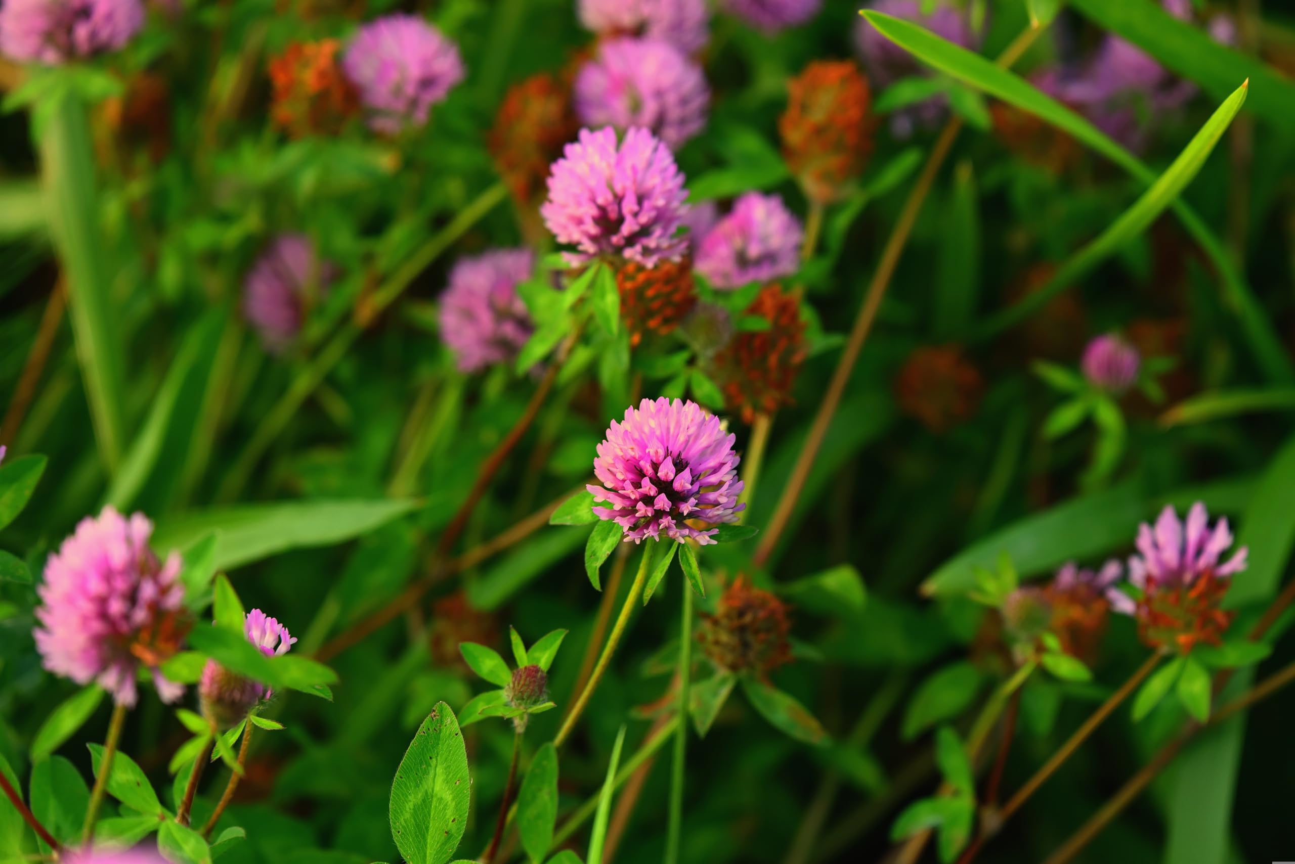 Rotklee (Trifolium pratense) Samen. Heilpflanze, Frischfutter für Kleintiere (50000 Samen = 100,0g)