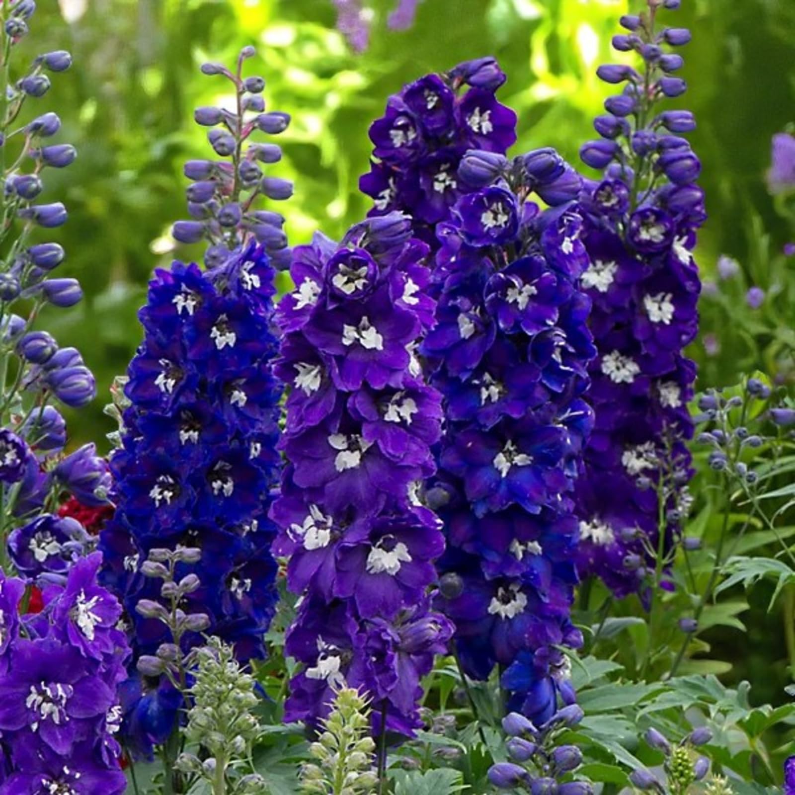 Carbeth Plants Delphinium Dark Blue Black Bee Plant 2 x 9cm Pot - Tall Hardy Perennial with Striking Dark Blue Spikes and Black Bee Centres - Ideal for Cottage Gardens, Borders & Cut Flowers