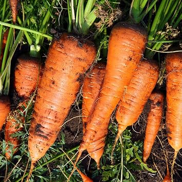Carrot Seeds   Half Length Nantes Nantese Type   Sweet, Crunchy, Coreless Carrots   Reliable Heritage Variety for Garden & Allotment