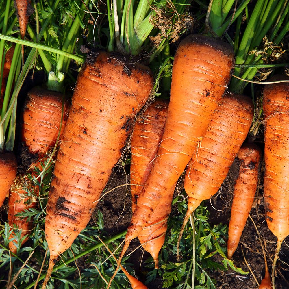 Carrot Seeds – Half Length Nantes (Nantese Type) – Sweet, Crunchy, Coreless Carrots – Reliable Heritage Variety for Garden & Allotment