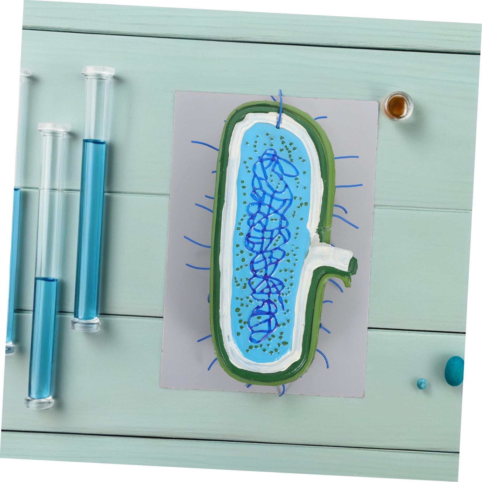 Zellkernmodell für Biologieunterricht Detaillierte Zellstruktur mit Organellen Robustes Anatomisches Lehrmodell für Schüler und Wissenschaftsklassenräume