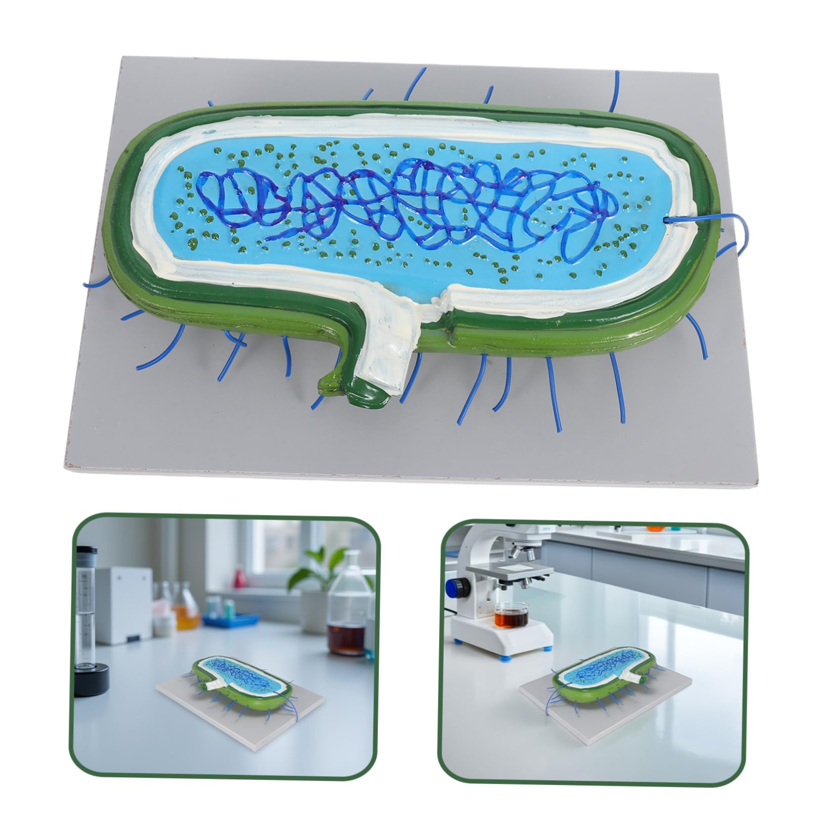 Zellkernmodell Vergrößert für Biologieunterricht und Schüler aus Kunststoff | Detaillierte Zellorganellen, Interaktives Lernen, für Einzelstudium und Klassenerklärung, Präzise Darstellung