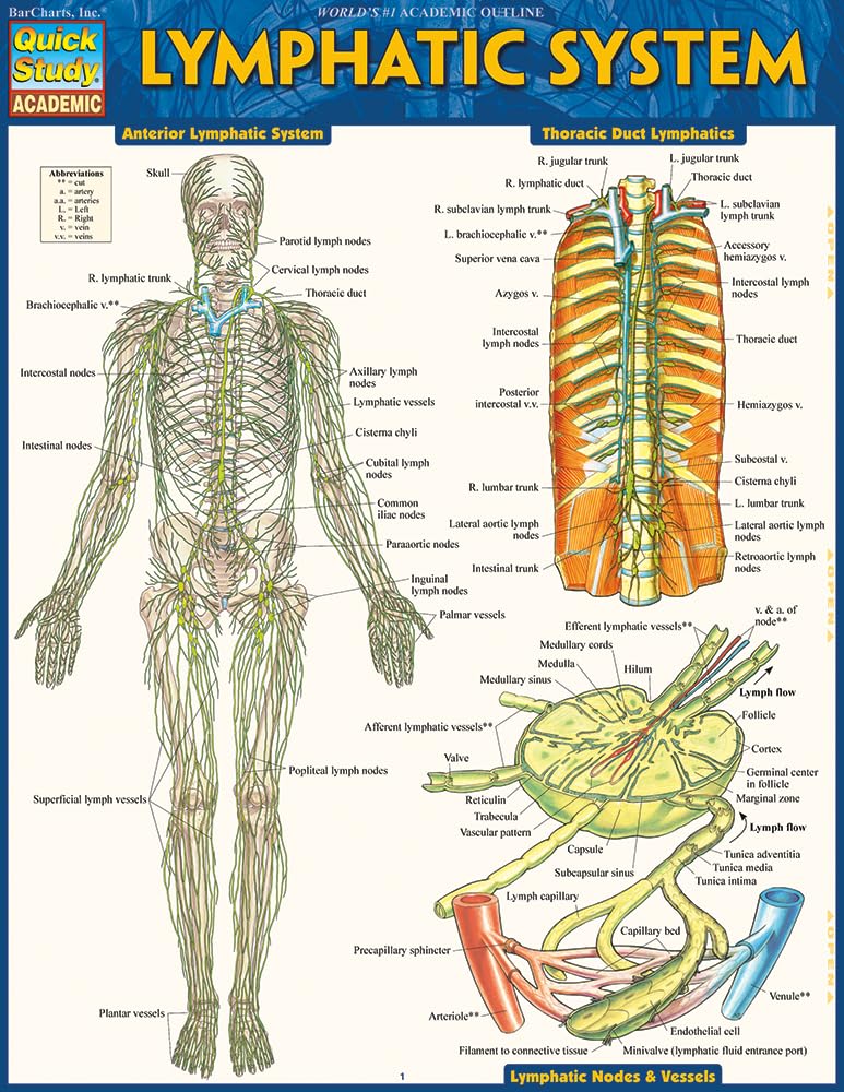 Lymphatic System QuickStudy Laminated Reference Guide (Quick Study Academic)