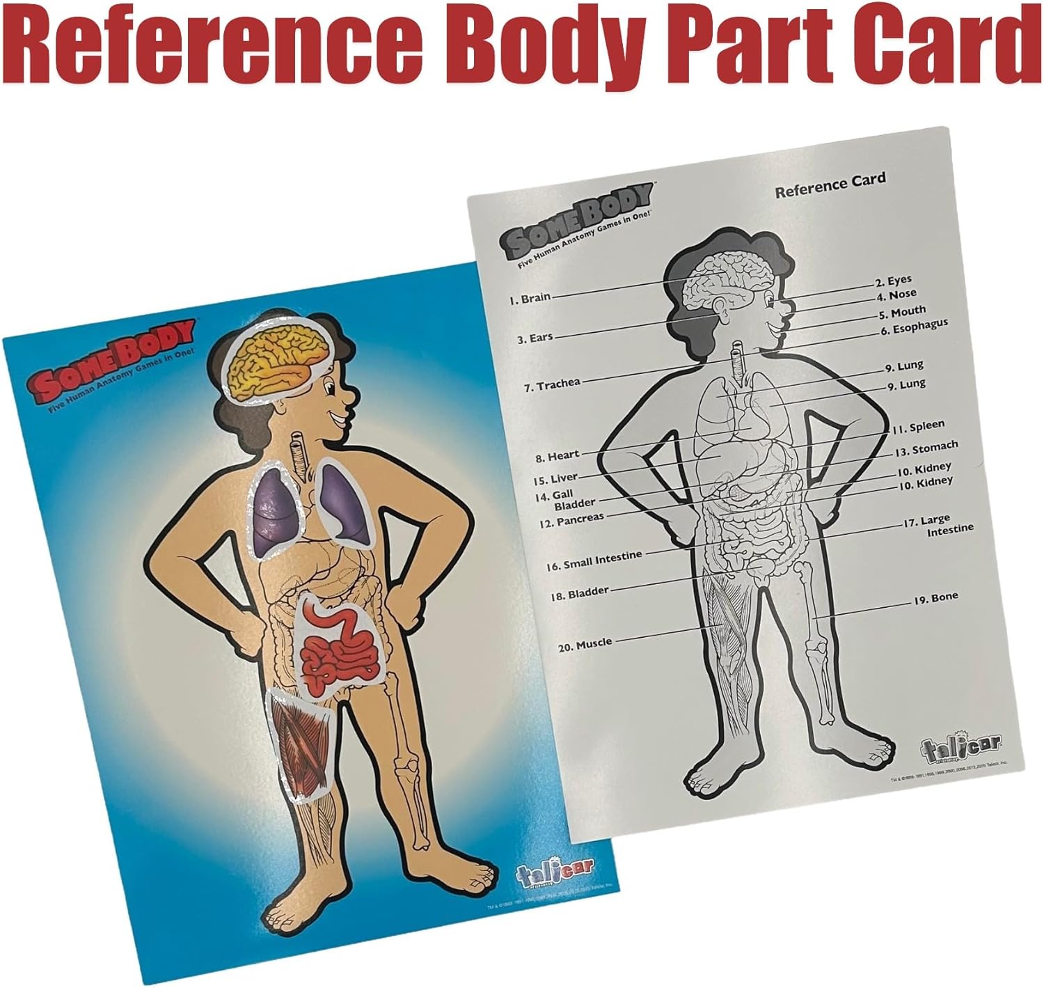 Somebody Human Anatomy Game – Educational Science Board Game for Kids Ages 6+ | Learn The Human Body, Organs & Systems | Talicor