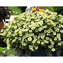 300PCS Yellow Hanging Petunia Seeds Perennial Flower Seeds Annual Heirloom
