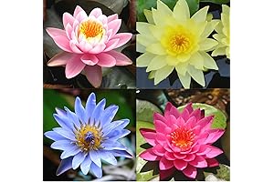Greenpro 4 Pack Water Lily Tubers Live Aquatic Plant Freshwater Pond Garden