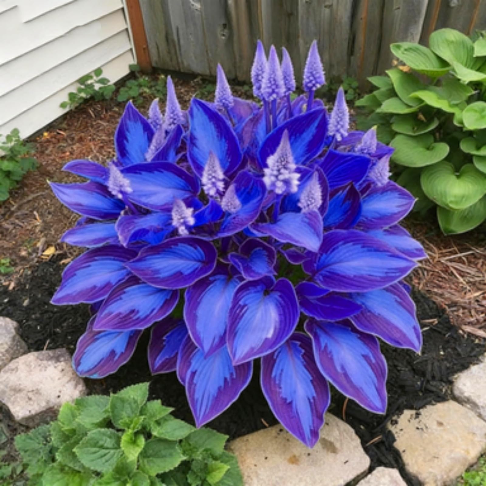 Hosta noble créez un écrin de verdure sur votre terrasse avec 15 oignons