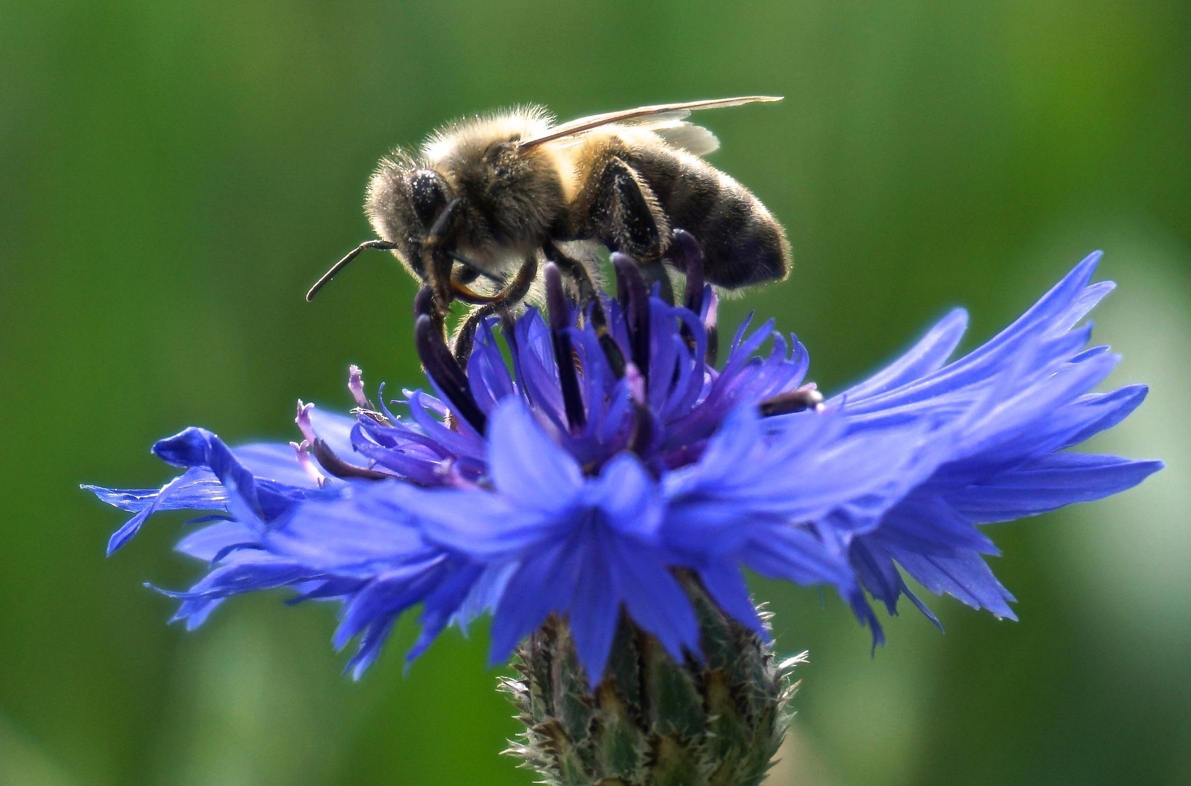 Kornblume (Centaurea cyanus) Samen ´Wildform´. Heilpflanze, essbar (20000 Samen = 78,0g)