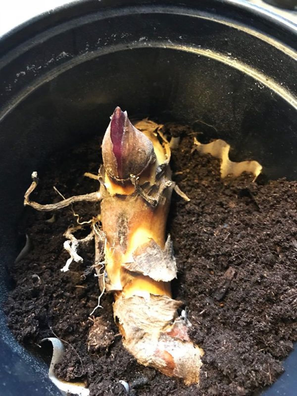 Rizomi di Canna Indica da Piantare, resistenti al freddo e alla siccità-Compatti e Ornamentali-5 zwiebeln-C