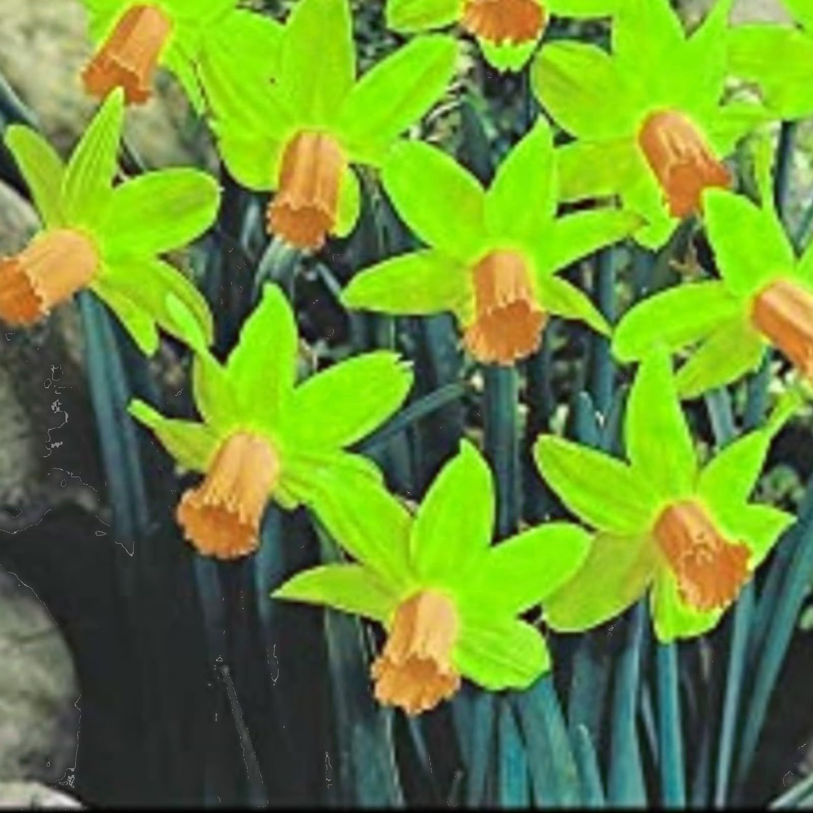 Gorgeous Daffodil Bulbs Mix for Planting Now UK/Good for Containers/Natural Organic/Strong Plants That Grow Well/Perennials,Fragrant,Greening Flower/Landscape Design Plants.