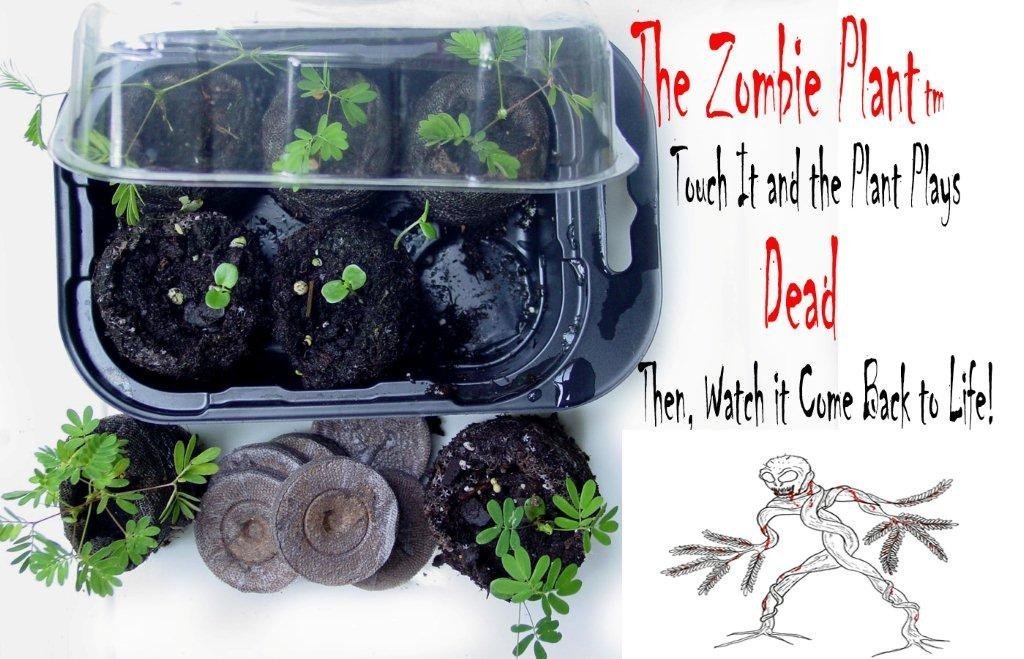 TickleMe PlantZombie Greenhouse Grow KIT - (Touch It and It Plays Dead!)- Comes Back to Life in Minutes! Halloween Seed Starter Gift Idea for and or Zombie Lovers of All Ages
