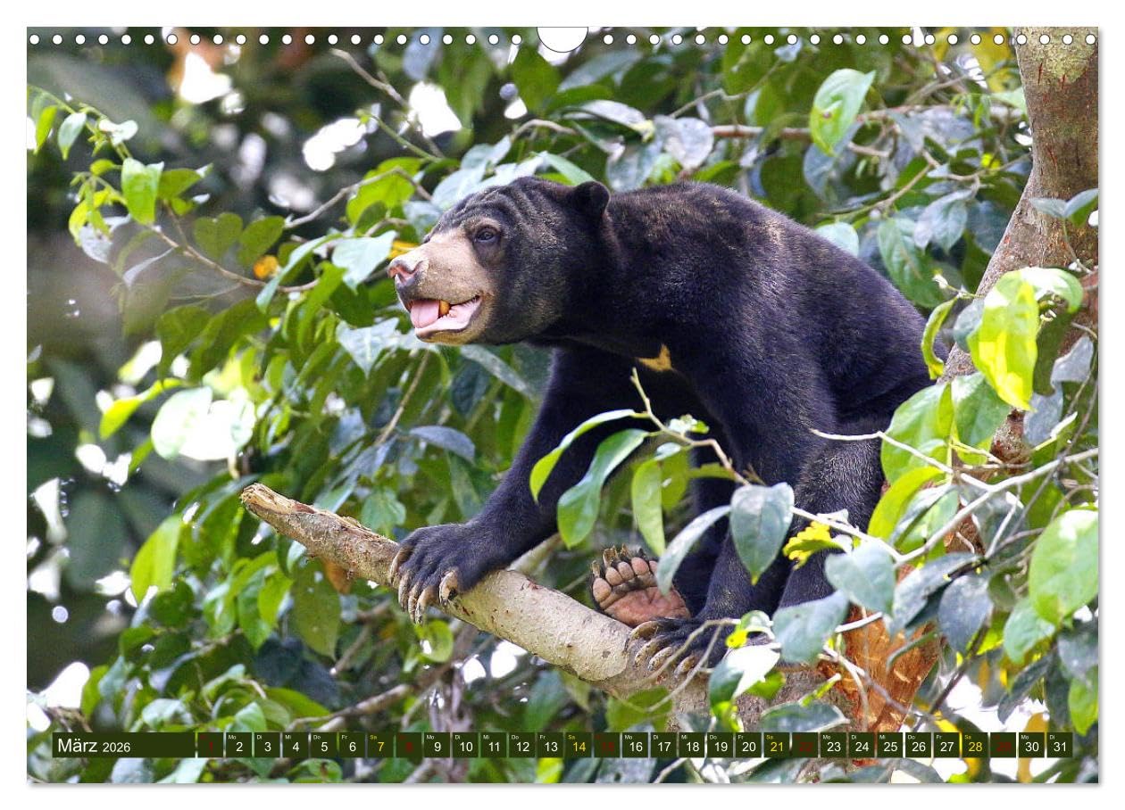 Borneo - Tierparadies Regenwald (Wandkalender 2026 DIN A3 quer), CALVENDO Monatskalender: Eine tierische Bilderreise durch Borneo (CALVENDO Tiere)