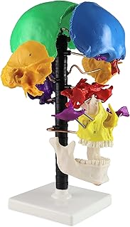 Parco Scientific PB00164 Life Size Multi-Colour Beauchene Model | â€œExplodedâ€ to Show How Bones Fit Together | Disarticulated, Mounted on Wire to Retain Spatial Relationship | W Key Card