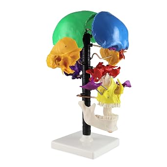 VAL252 Life Size Multi-Colour Beauchene Model | Exploded to Show How Bones Fit Together | Disarticulated, Mounted on Wire to Retain Spatial Relationship | W Key Card