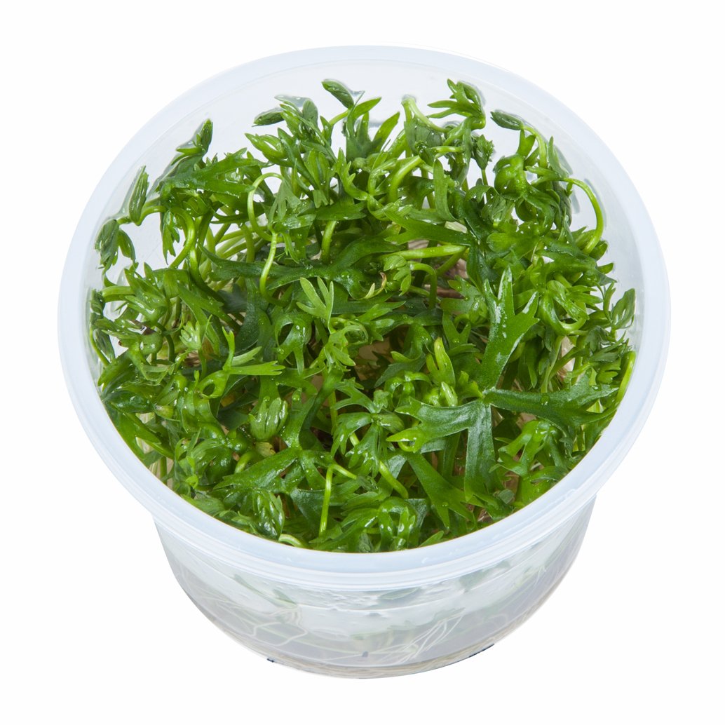 Tropica Marsilea Crenata Live Aquarium Plant In Vitro Tissue Culture 1 2 Grow By Tropica 1 2 Grow Fish Aquatic Pets Aquarium Decor Letsbookmypg Com