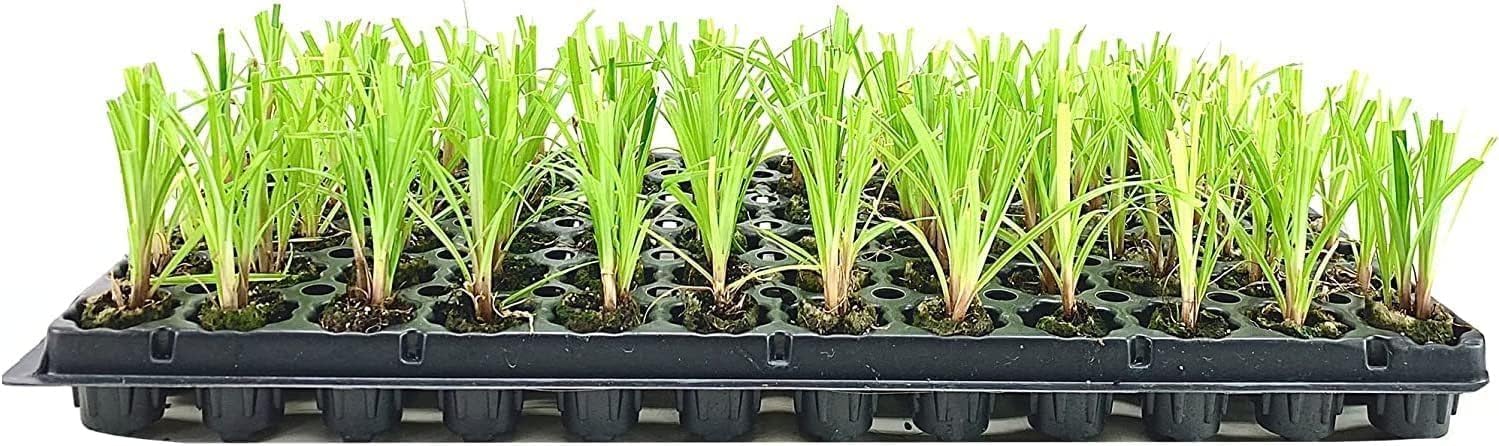 Dwarf Papyrus Plant | 3 Live Plants | Cyperus Shade & Wet Tolerant Aquatic Foliage